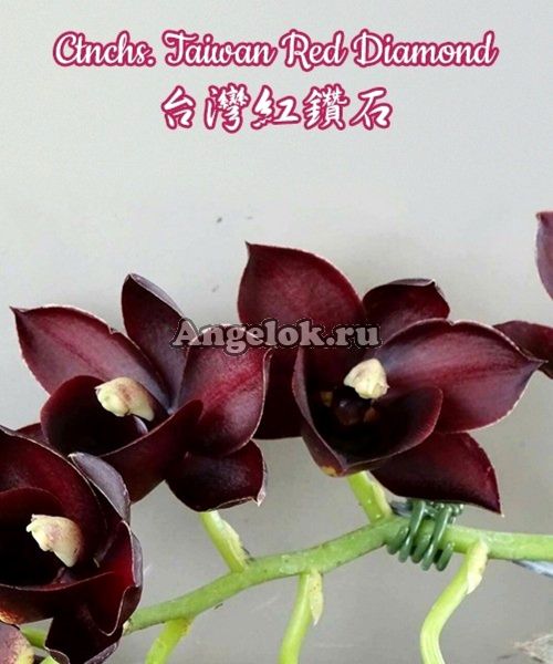 фото Катасетум (Ctnchs. Taiwan Red Diamond) Тайвань от магазина магазина орхидей Ангелок