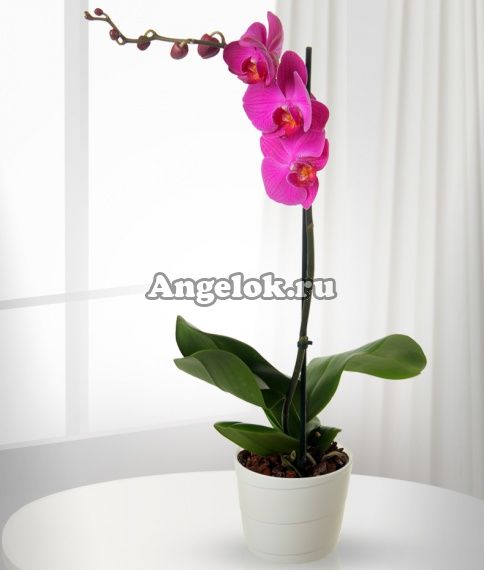 фото Кашпо для орхидей ELHO d-10 от магазина магазина орхидей Ангелок