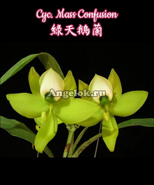 фото Цикнохес (Cycnoches Mass Confusion) от магазина магазина орхидей Ангелок
