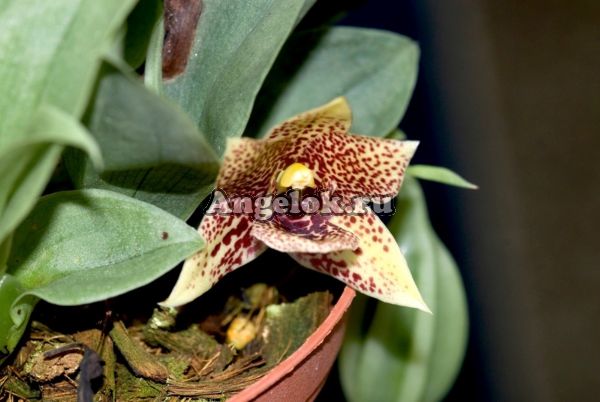 фото Променея (Promenaea rollissonii) от магазина магазина орхидей Ангелок