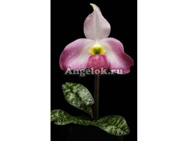 фото Пафиопедилюм Maudiae детка от магазина магазина орхидей Ангелок
