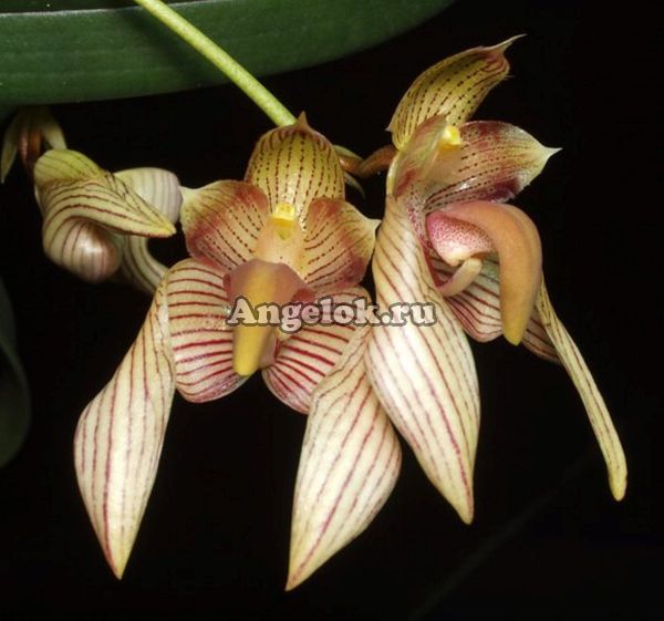 Бульбофиллум биколор (Bulb. bicolor)